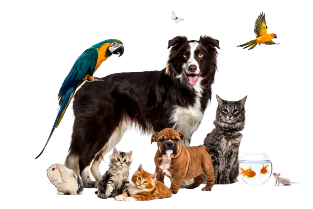 Centro Veterinario LASIVET