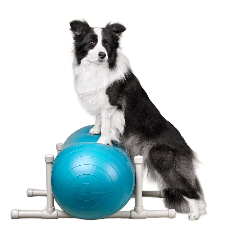 Fisiotereapia/Rehabilitación