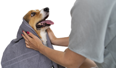 Peluquería canina/felina